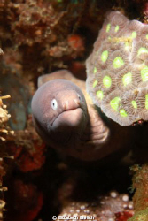 Eel.  I can't help but think that he looks like a grumpy ... by Elizabeth Ehrlich 